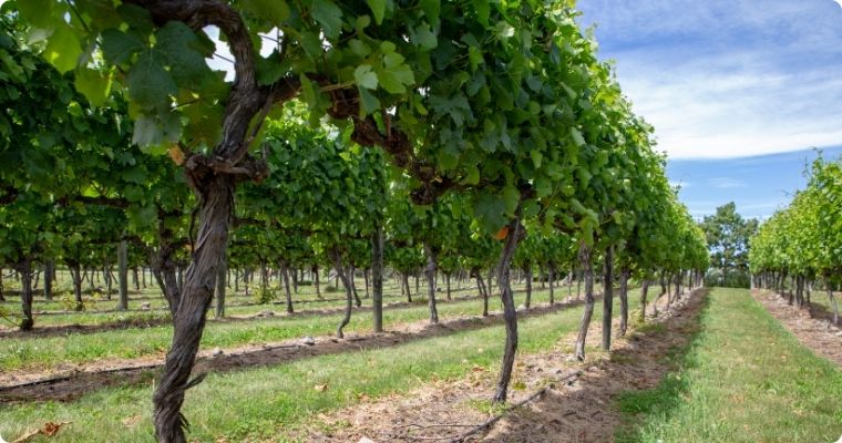 Waipara Valley Vineyards just outside of Christchurch New Zealand 